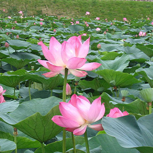 水生植物系列